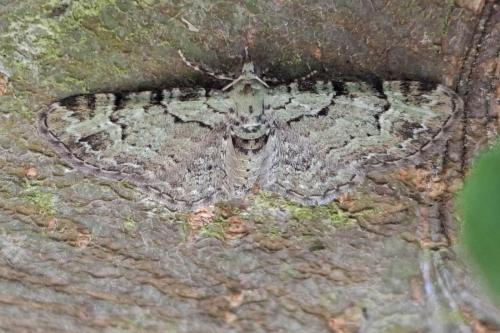 Pasiphila rectangulata